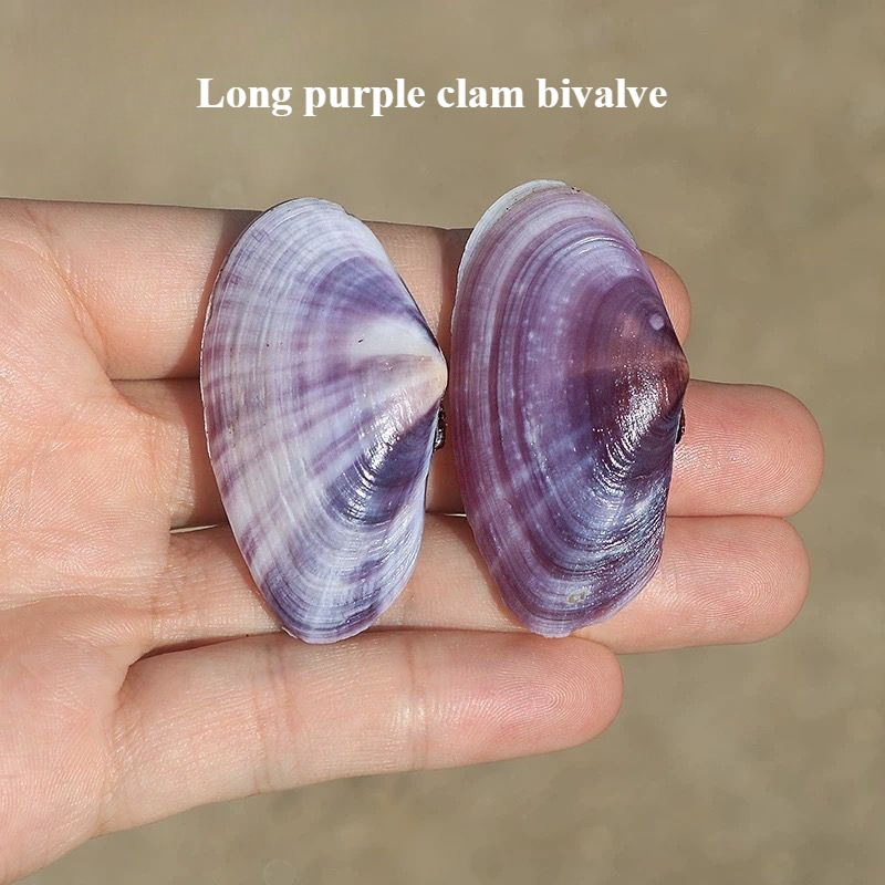 Aquarium Fish Land - Long Purple Clam Natural Conch Purple