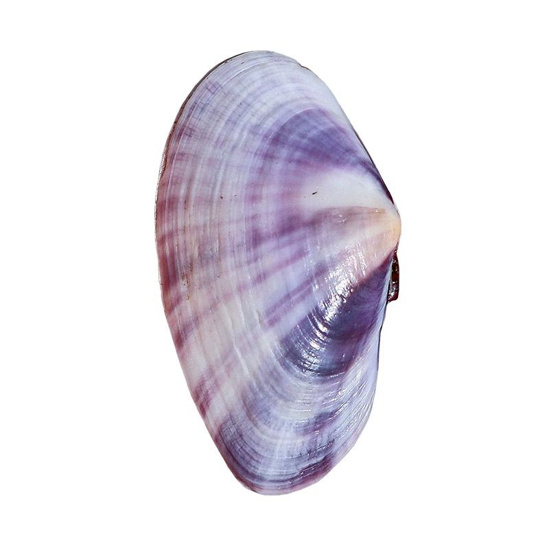 Long Purple Clam Natural Conch - Aquarium Fish Land recension och pris