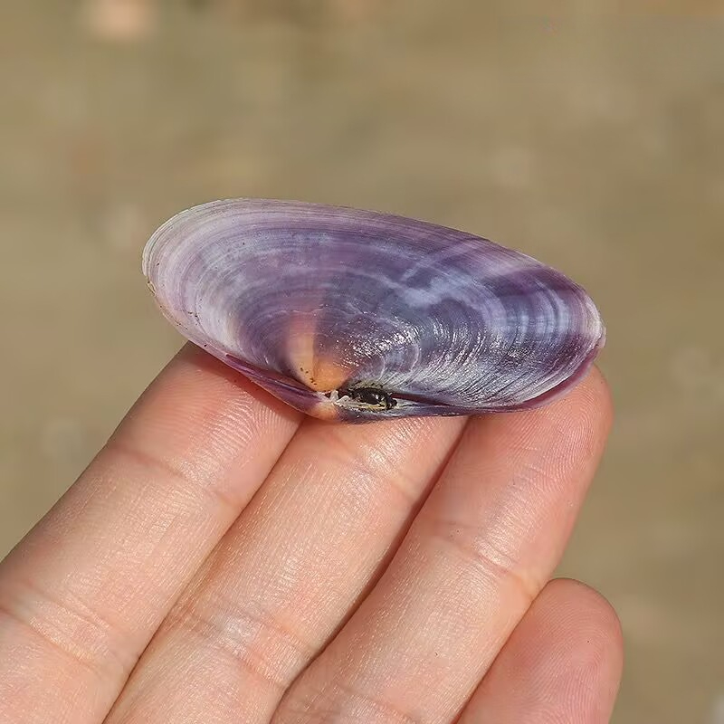 Long Purple Clam Natural Conch - Aquarium Fish Land recension och pris