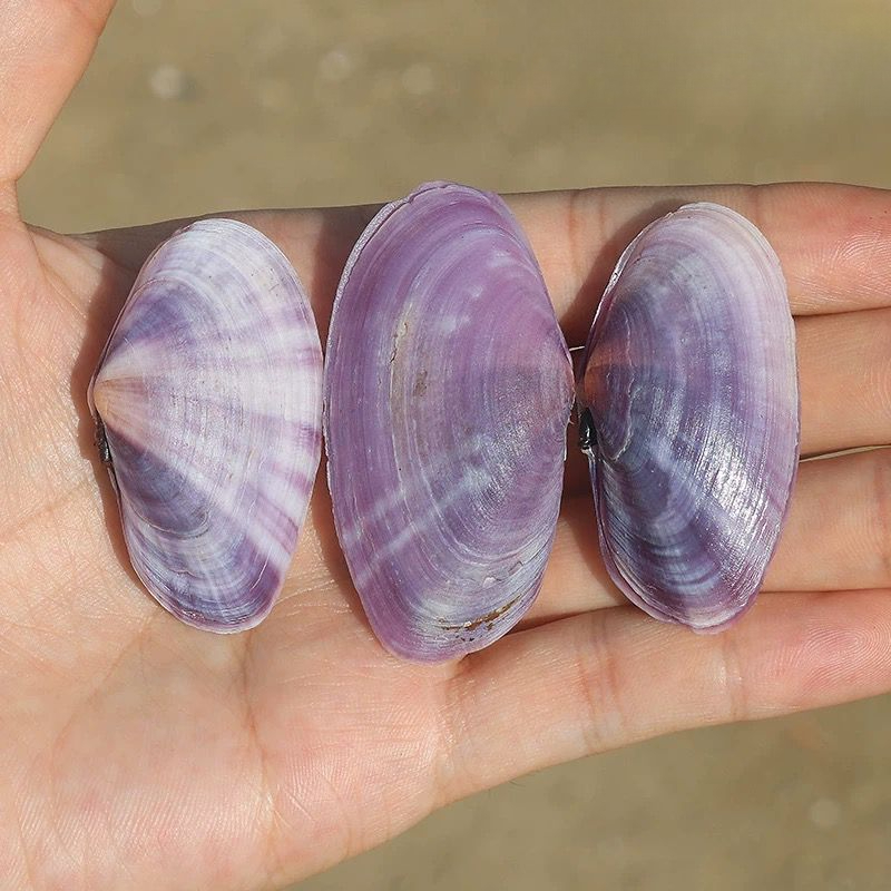 Long Purple Clam Natural Conch - Aquarium Fish Land recension och pris