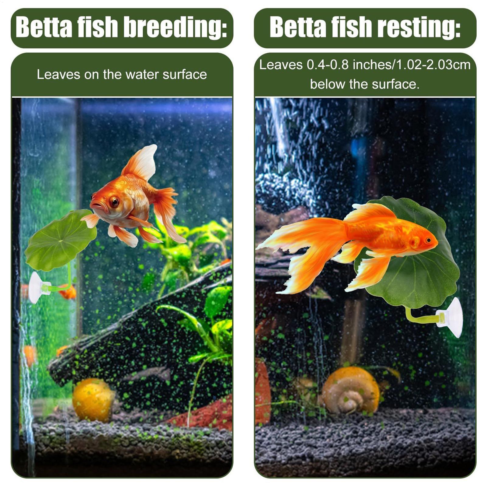 Betta Fish Hammock 5 Pieces Ad - Aquarium Fish Betta recension och pris